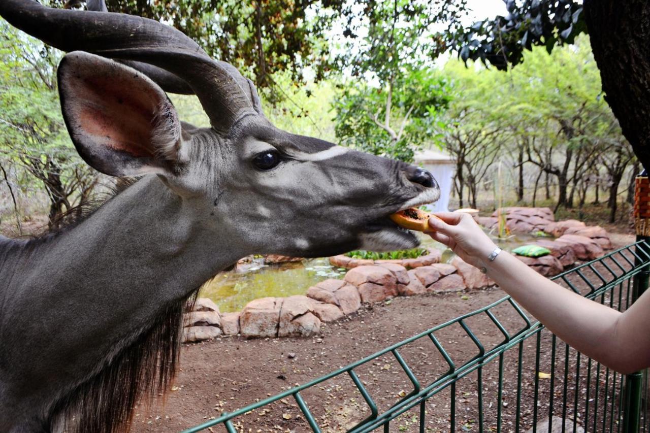 Alojamento de Turismo Selvagem Wielewaal Bush *