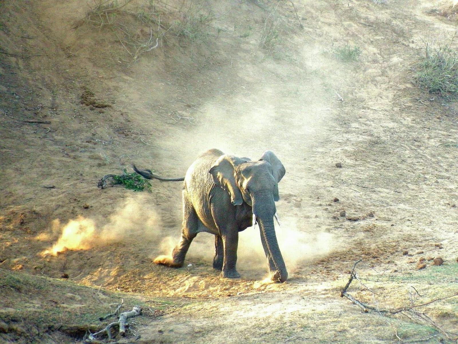 Alojamento de Turismo Selvagem Wielewaal Bush