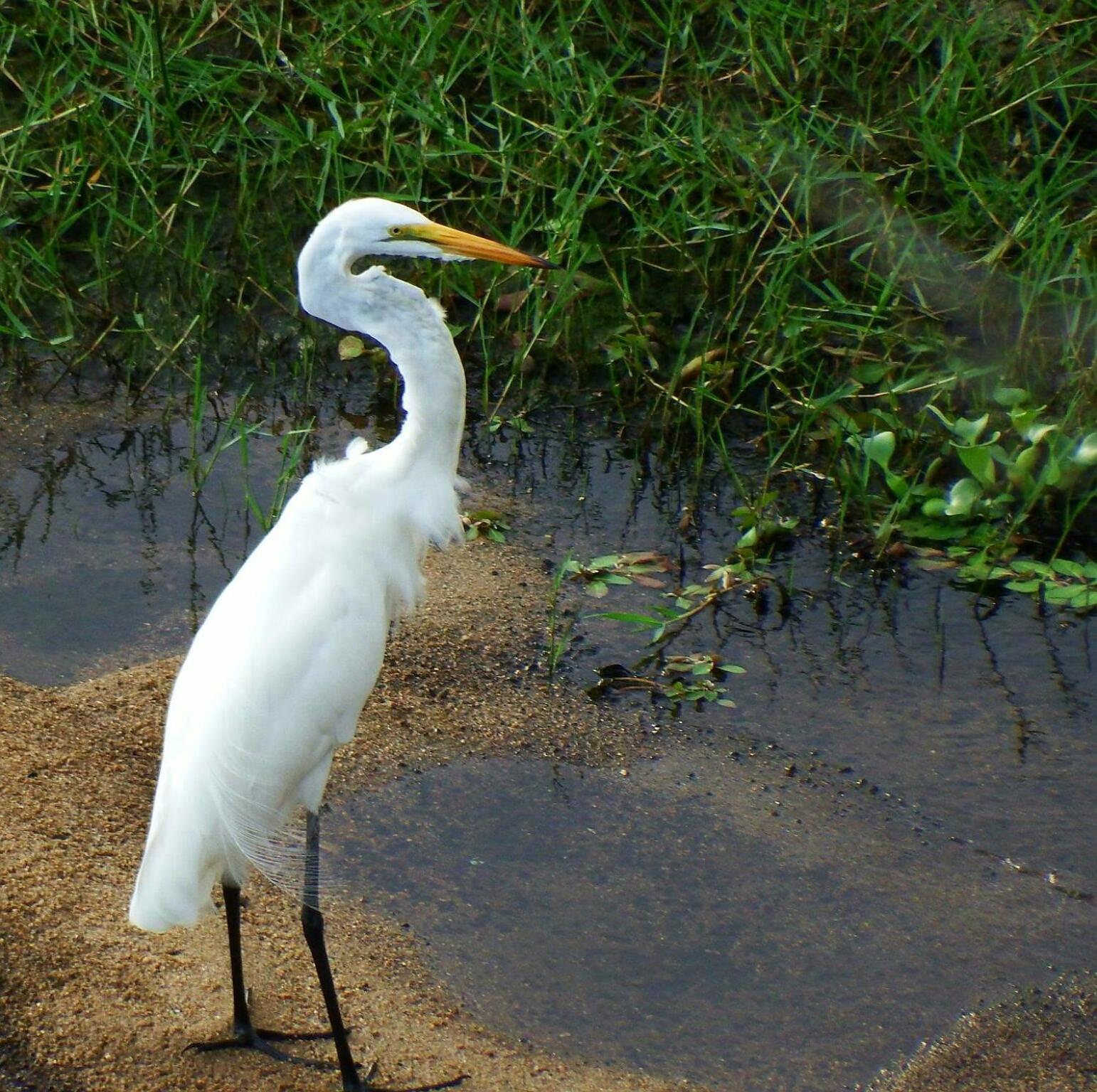 Alojamento de Turismo Selvagem Wielewaal Bush *