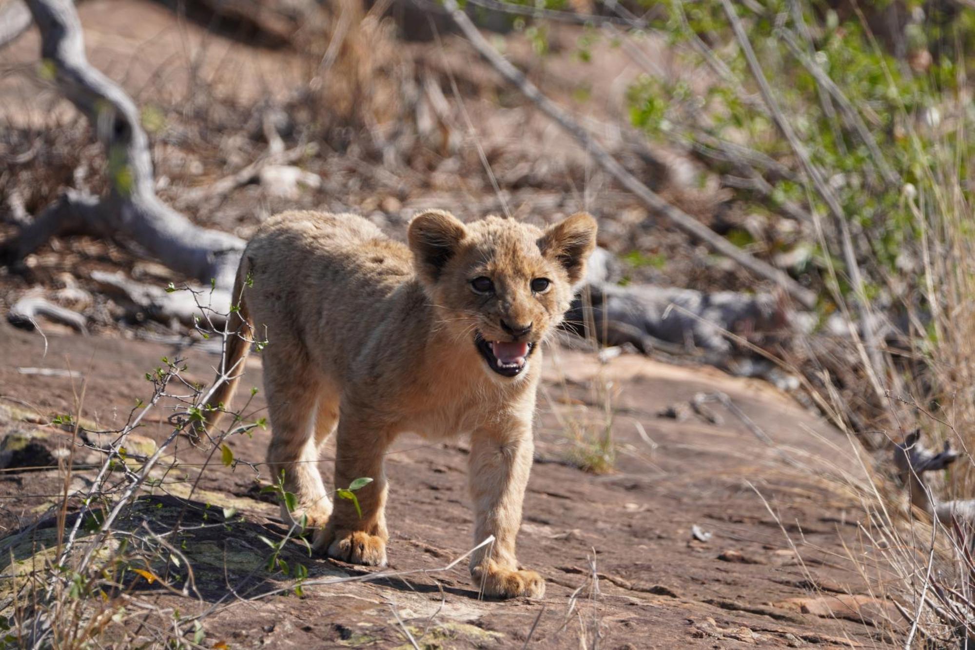 Alojamento de Turismo Selvagem Wielewaal Bush Marloth Park