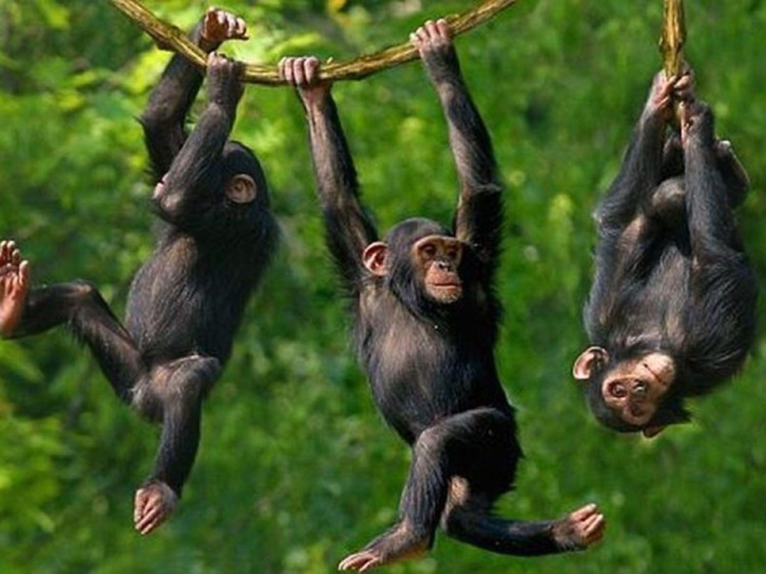 Wielewaal Bush Alojamento de Turismo Selvagem Marloth Park