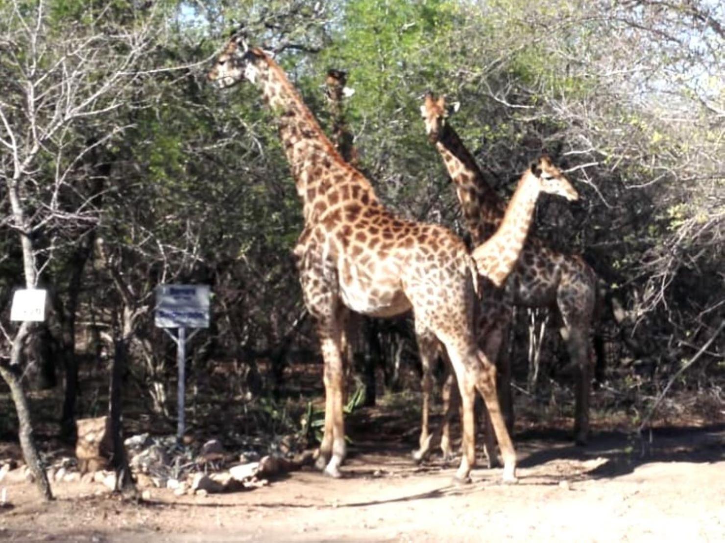 Lodge Wielewaal Bush *