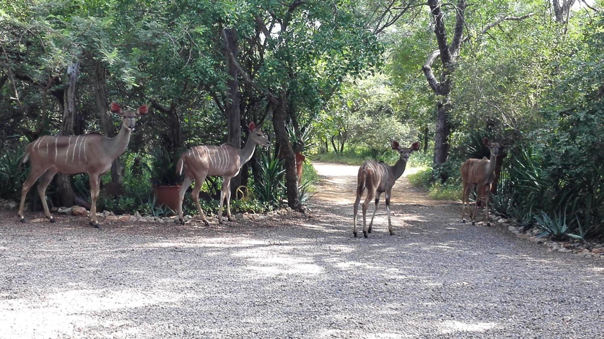 Lodge Wielewaal Bush Marloth Park