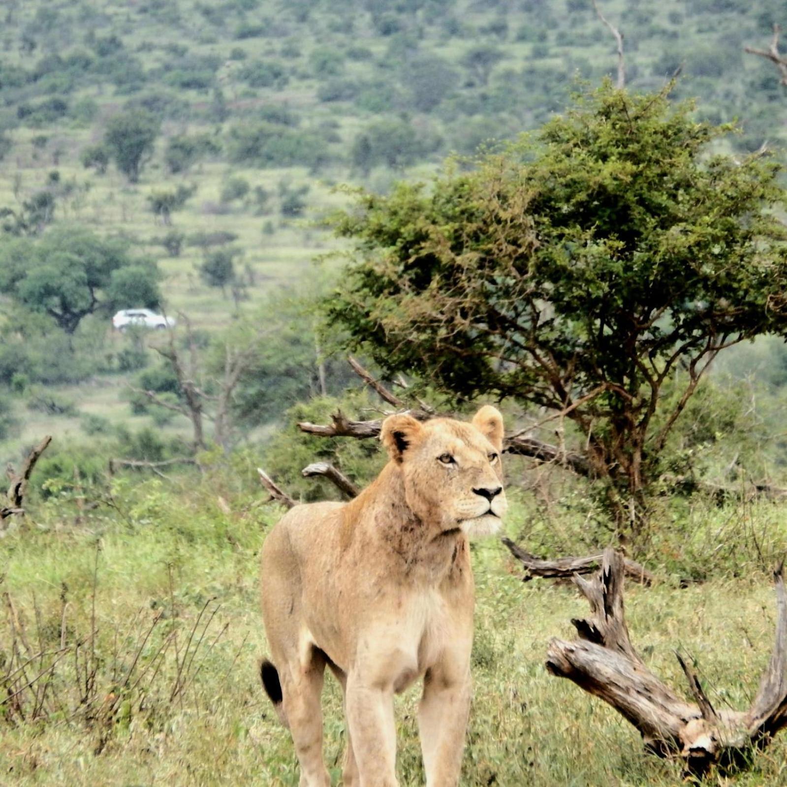 Wielewaal Bush Marloth Park