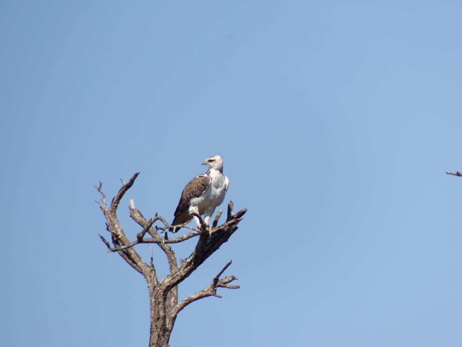 Wielewaal Bush