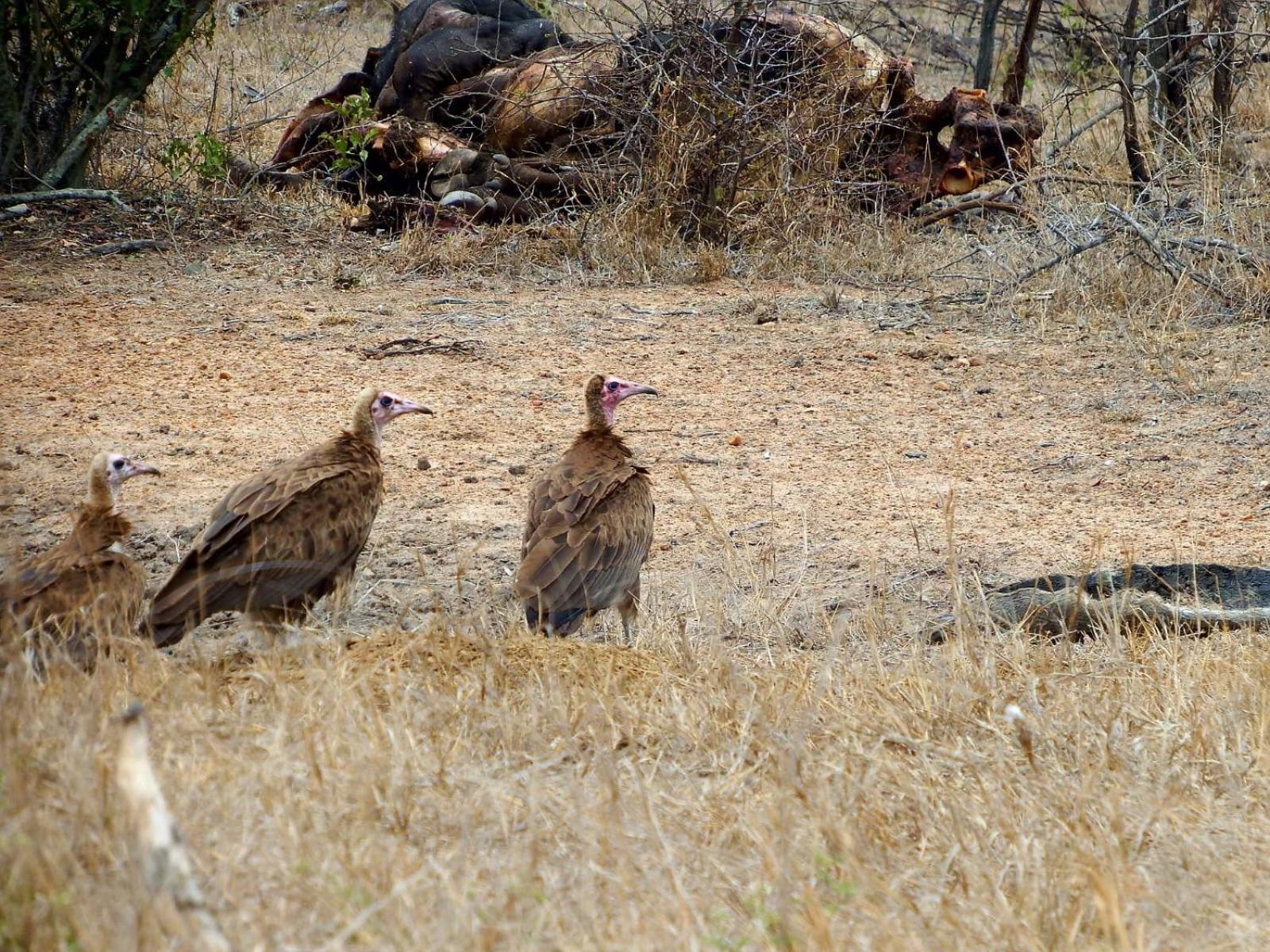 Wielewaal Bush Lodge *
